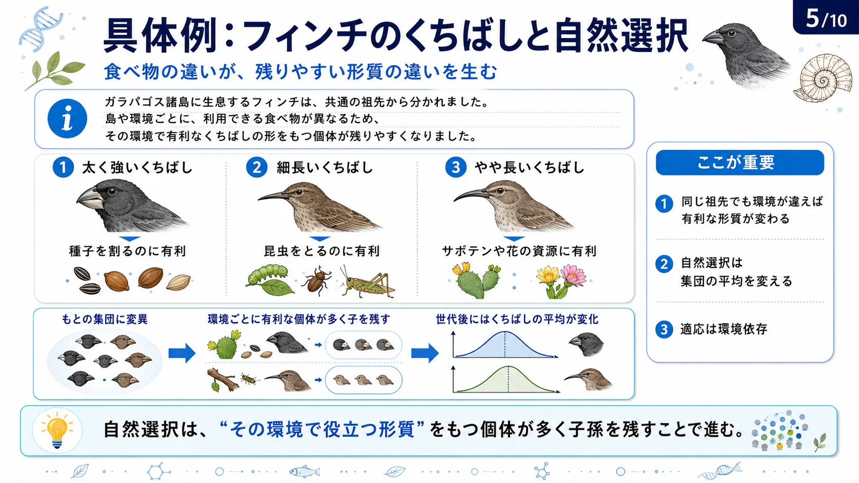 具体例：フィンチのくちばしと自然選択