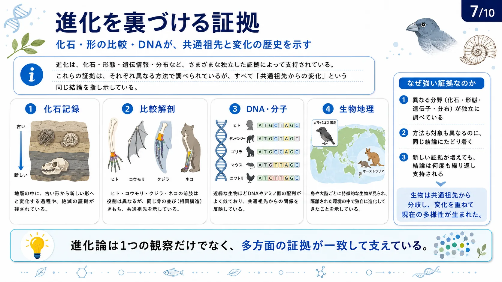 進化を裏づける証拠