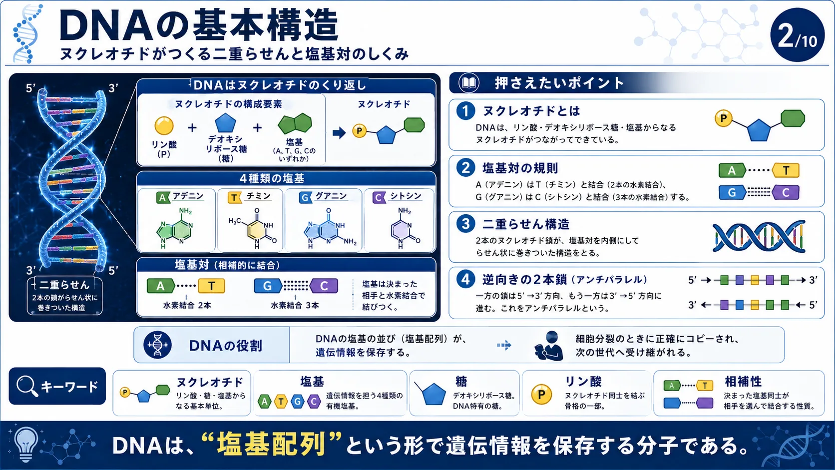 DNAの基本構造
