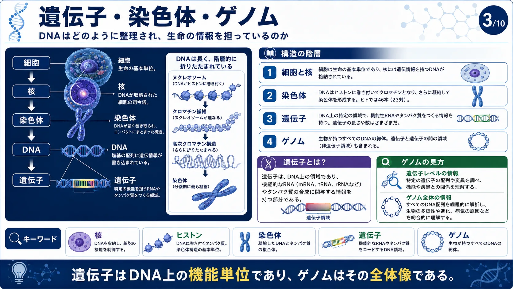 遺伝子・染色体・ゲノム