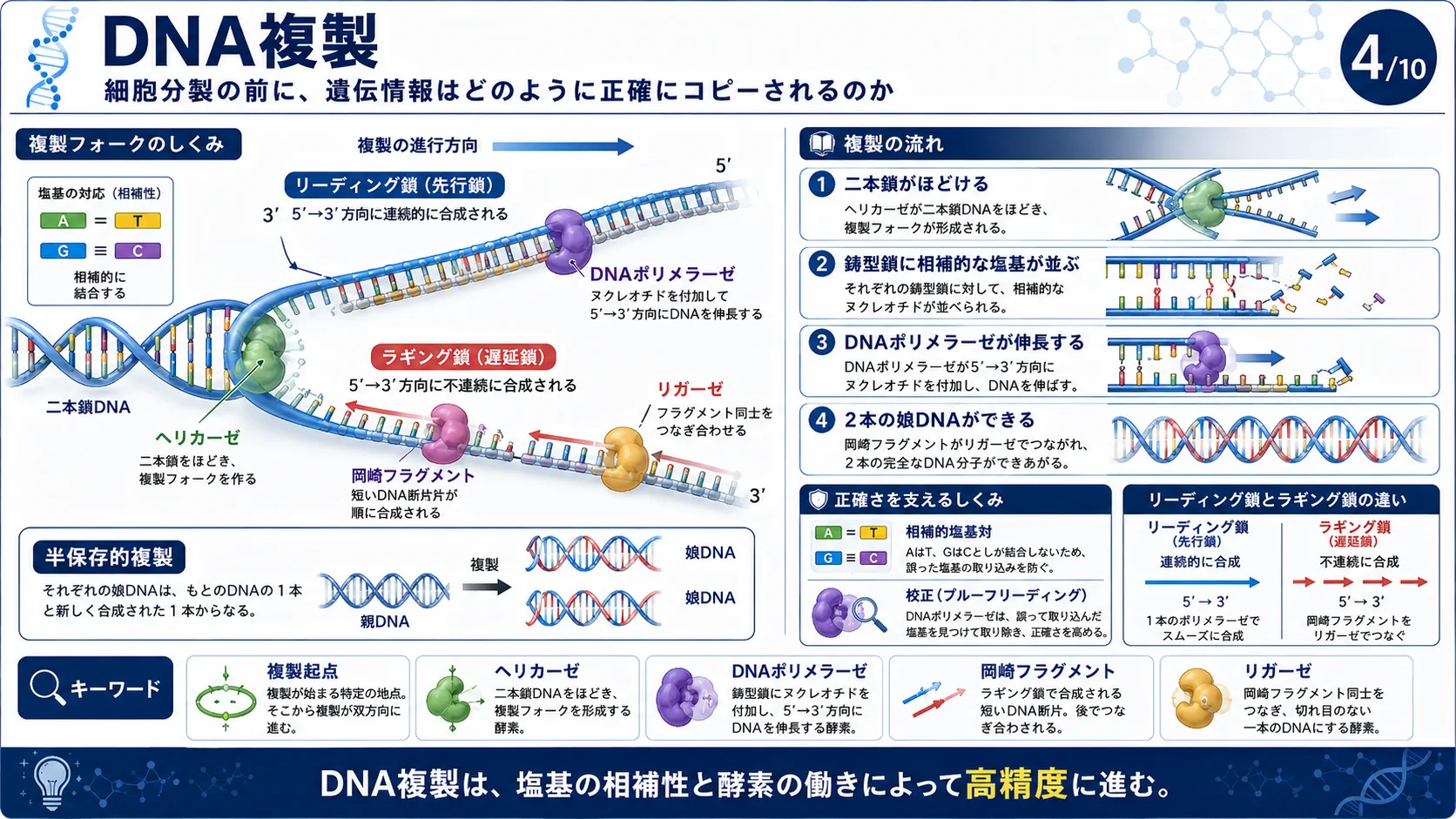DNA複製