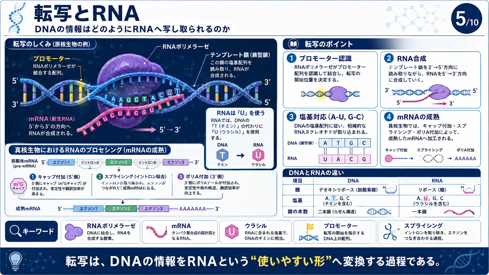 転写とRNA