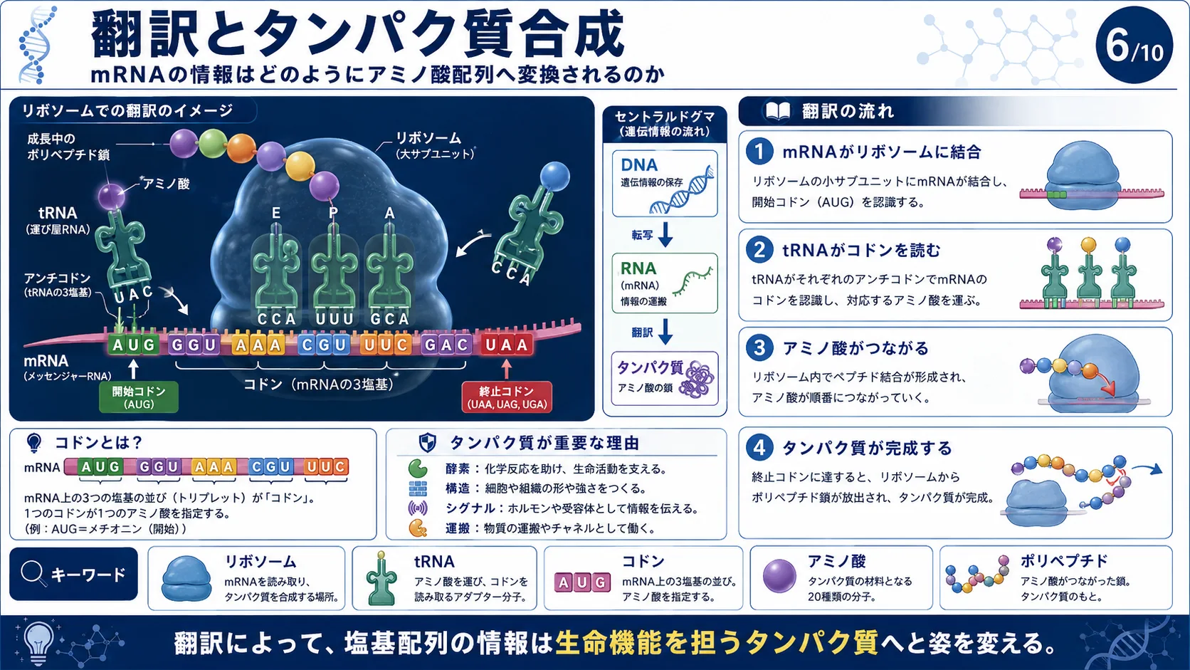 翻訳とタンパク質合成