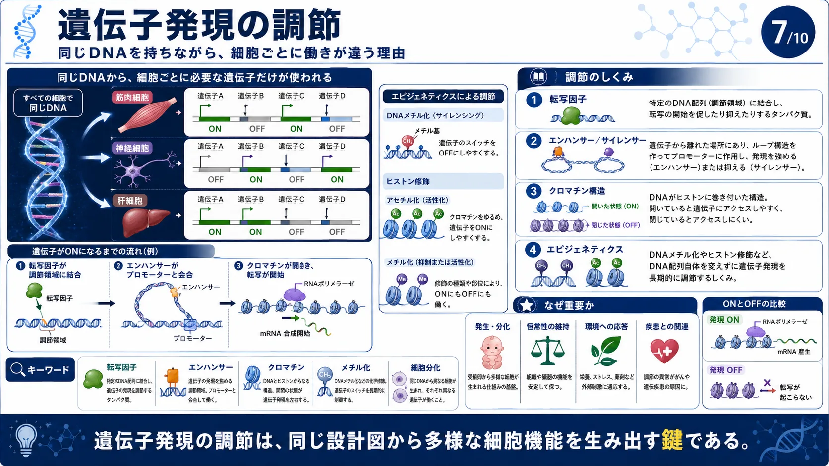 遺伝子発現の調節