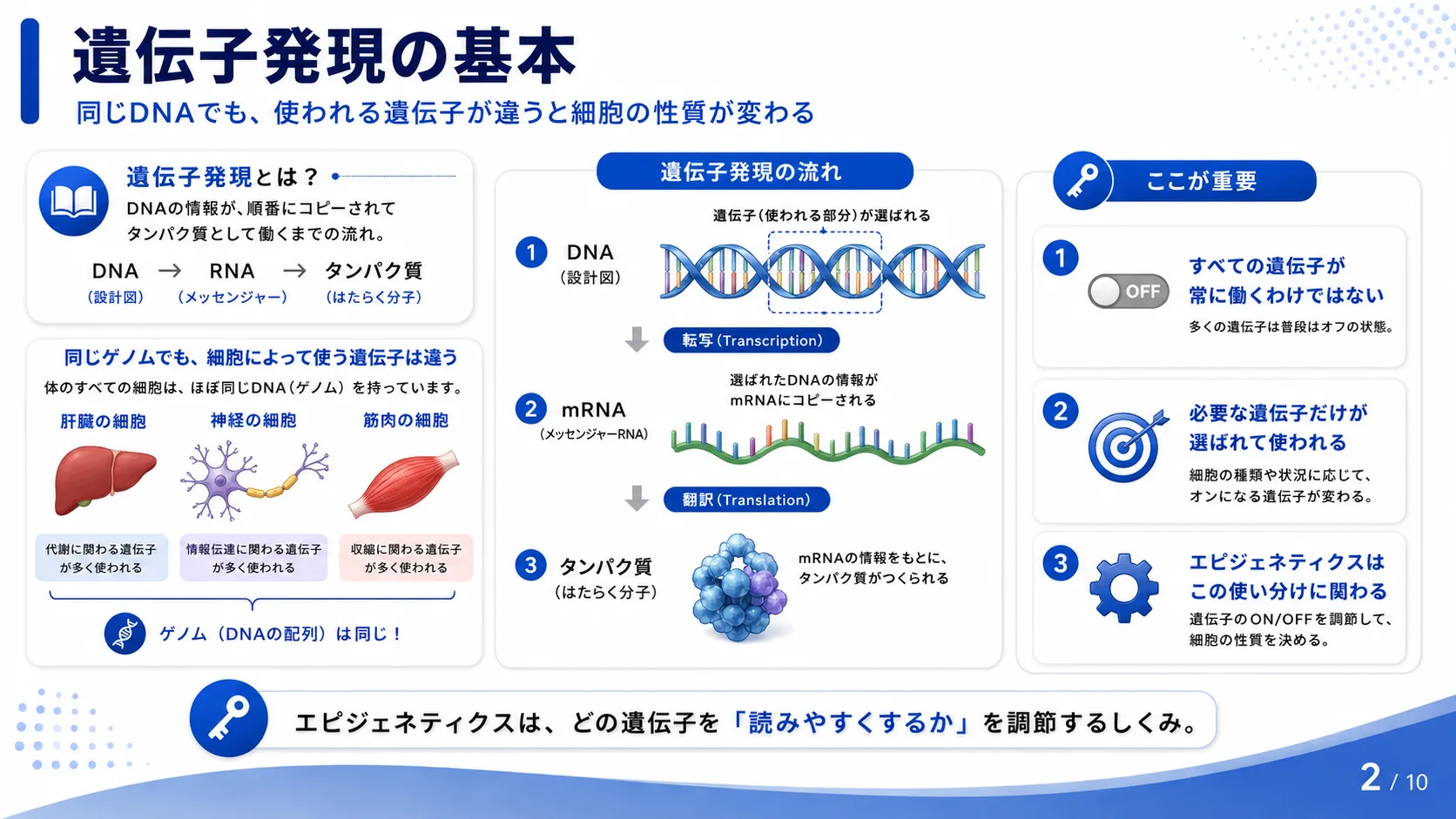 遺伝子発現の基本