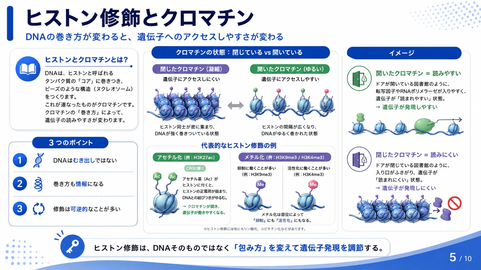 ヒストン修飾とクロマチン