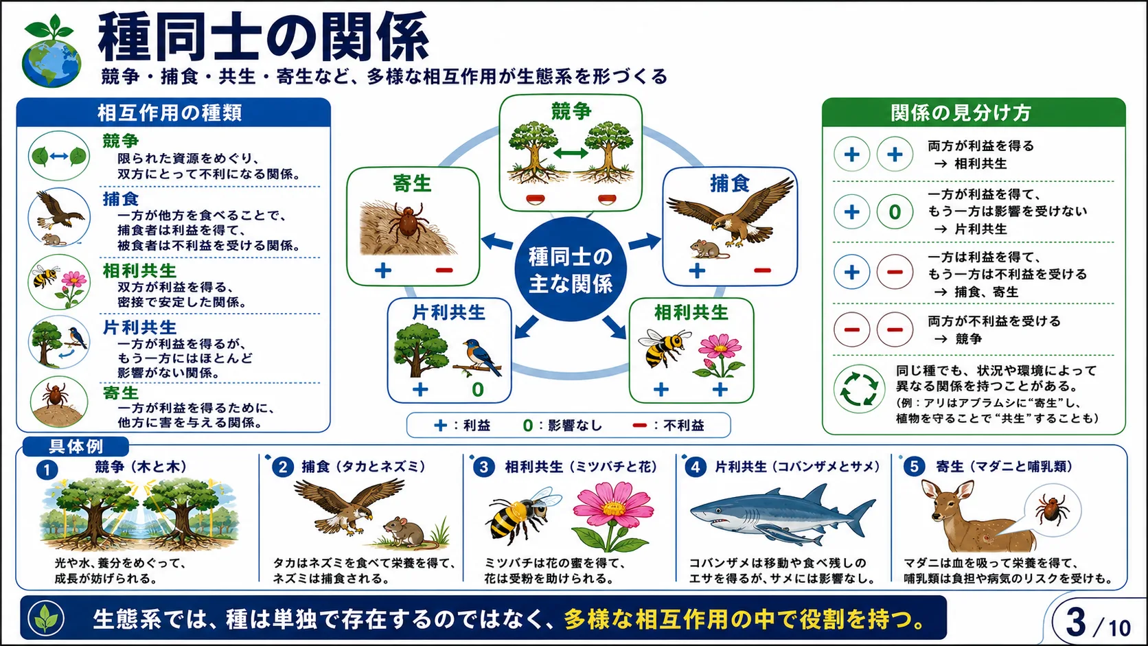 エネルギーの流れと食物連鎖