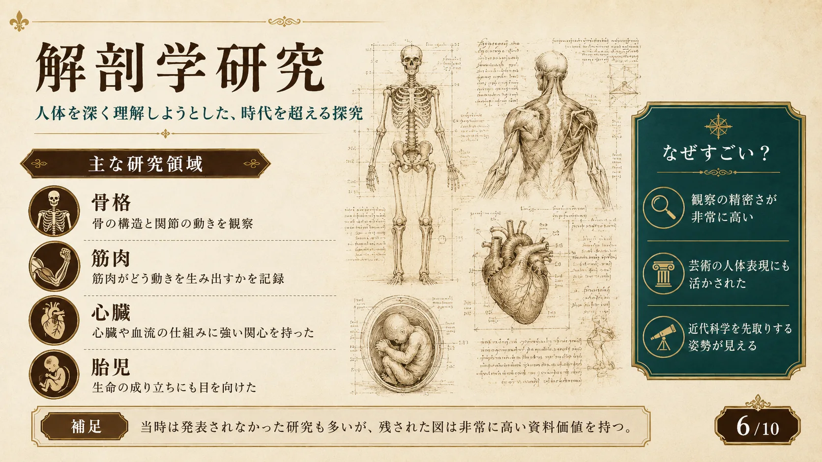 解剖学研究
