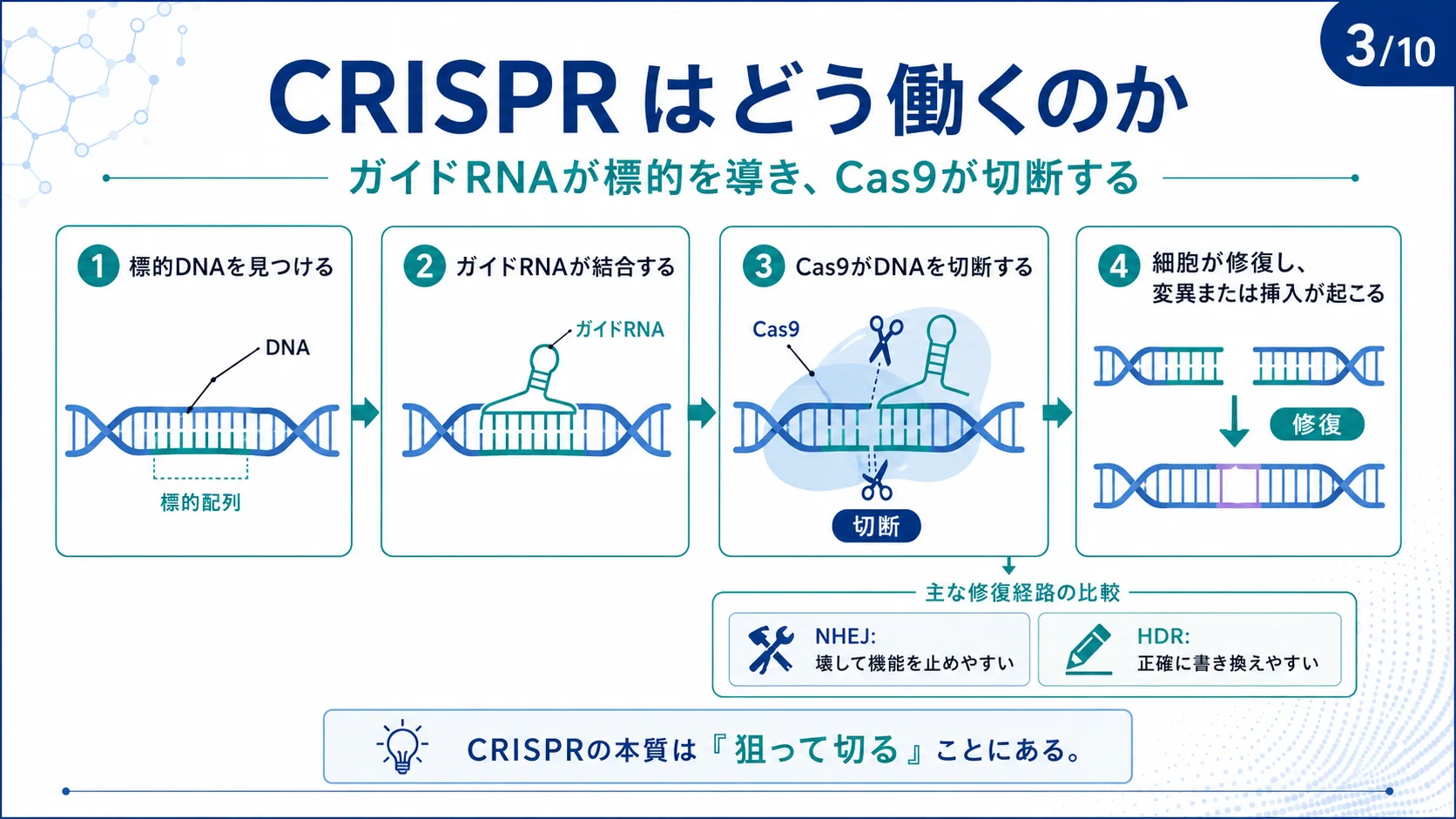 CRISPRはどう働くのか