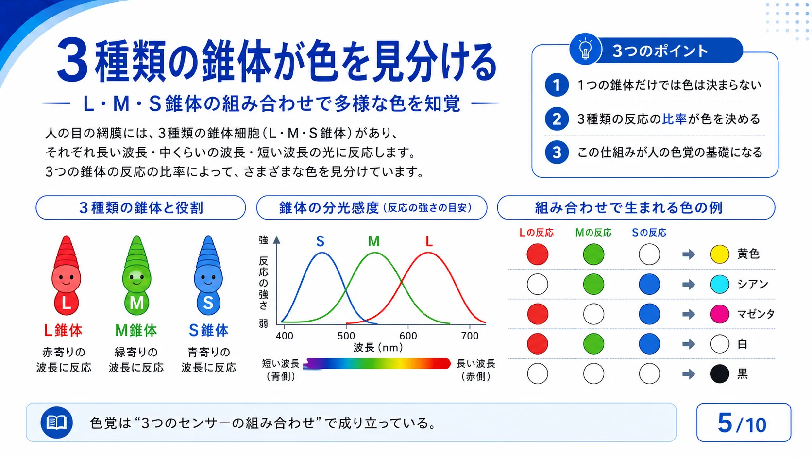3種類の錐体が色を見分ける