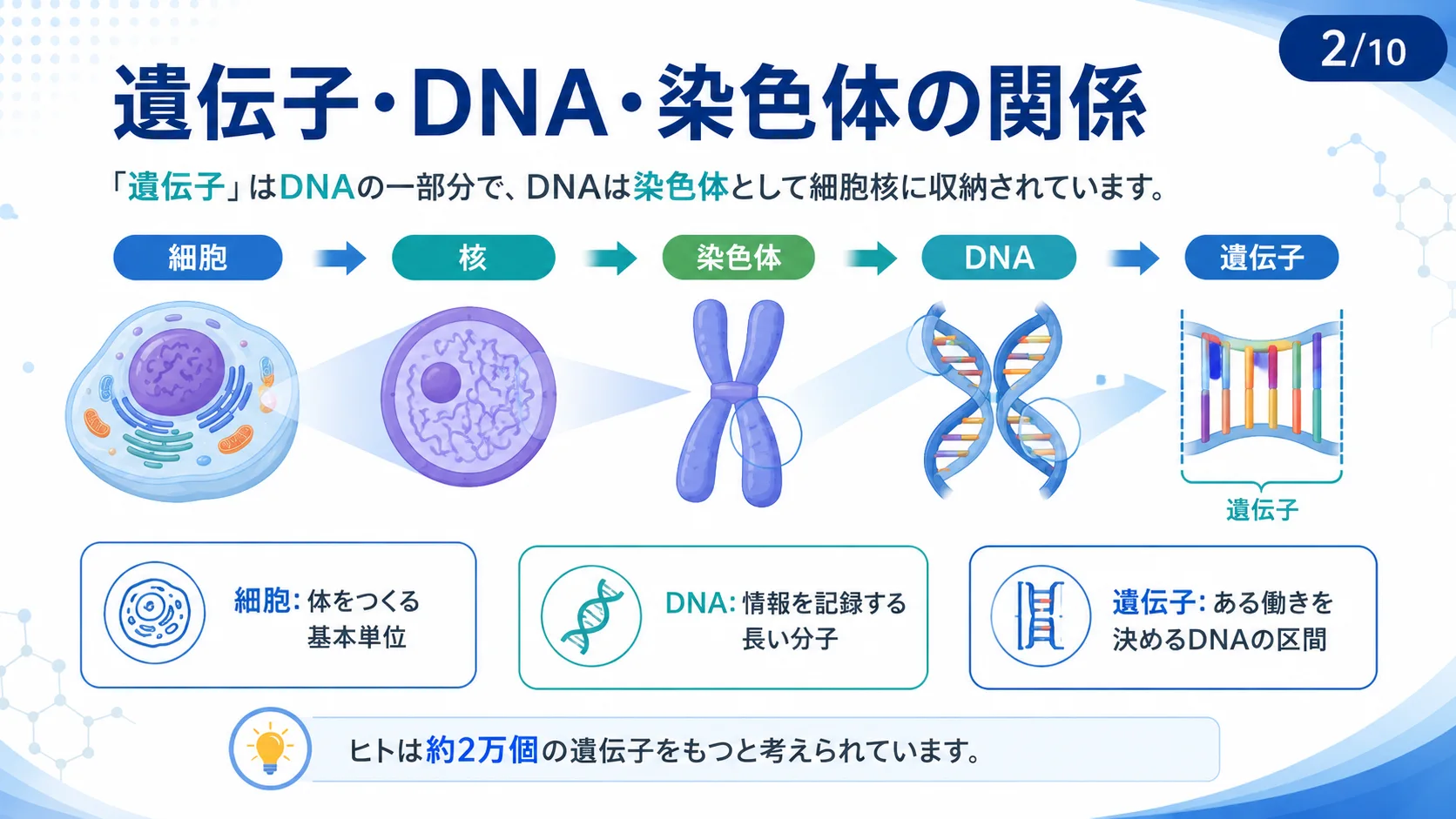 遺伝子・DNA・染色体の関係