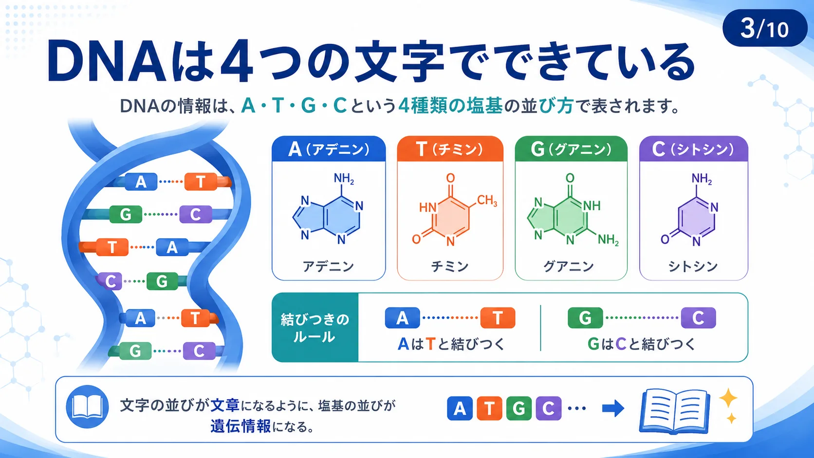 DNAは4つの文字でできている