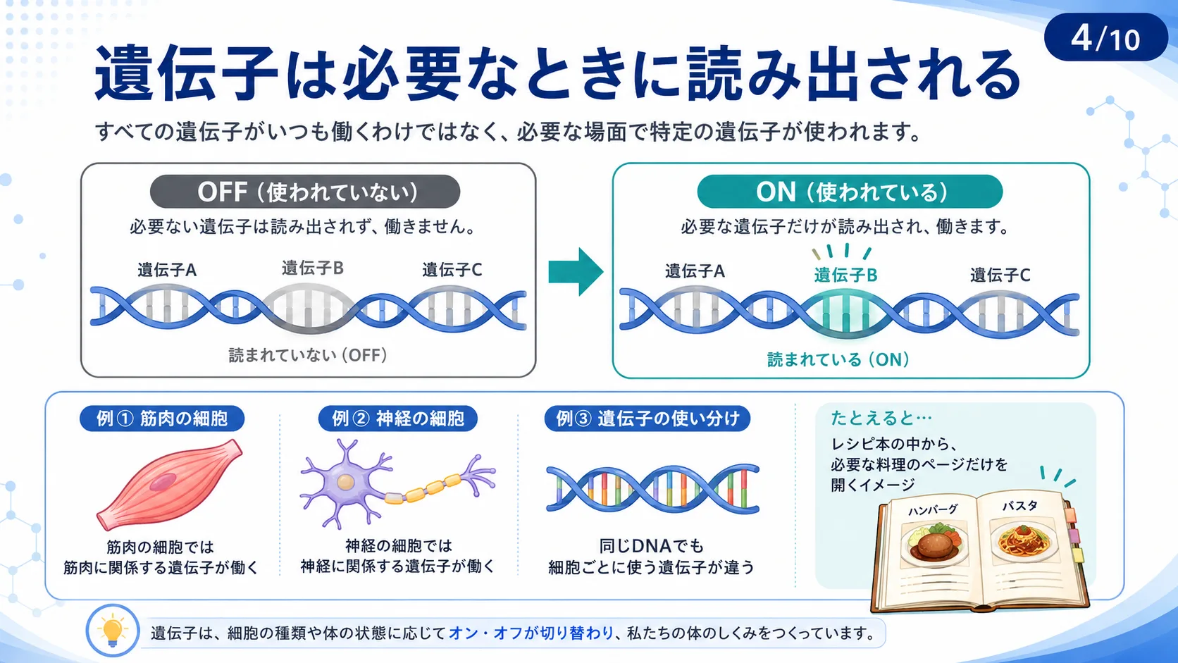 遺伝子は必要なときに読み出される