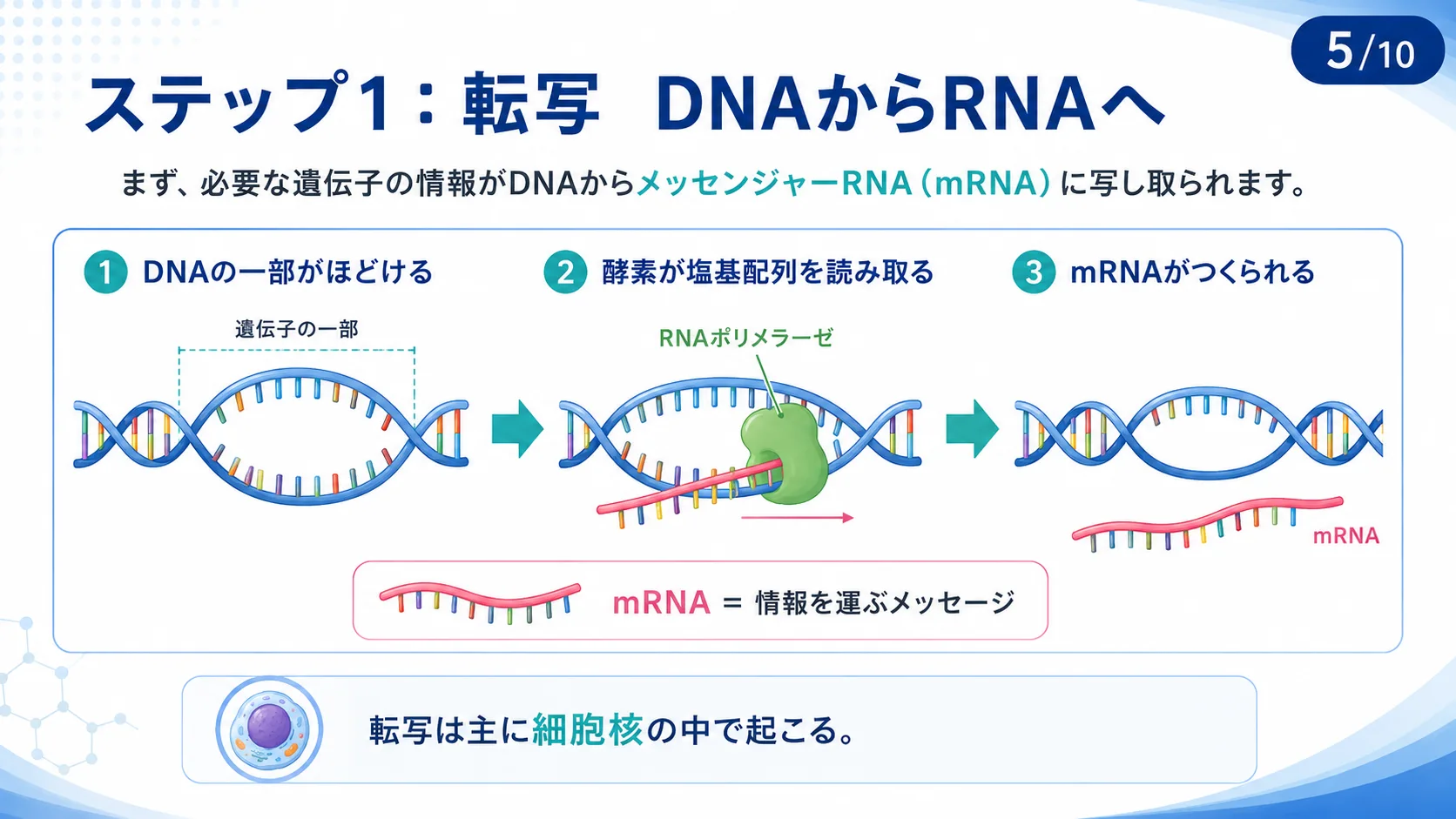 ステップ1：転写 DNAからRNAへ