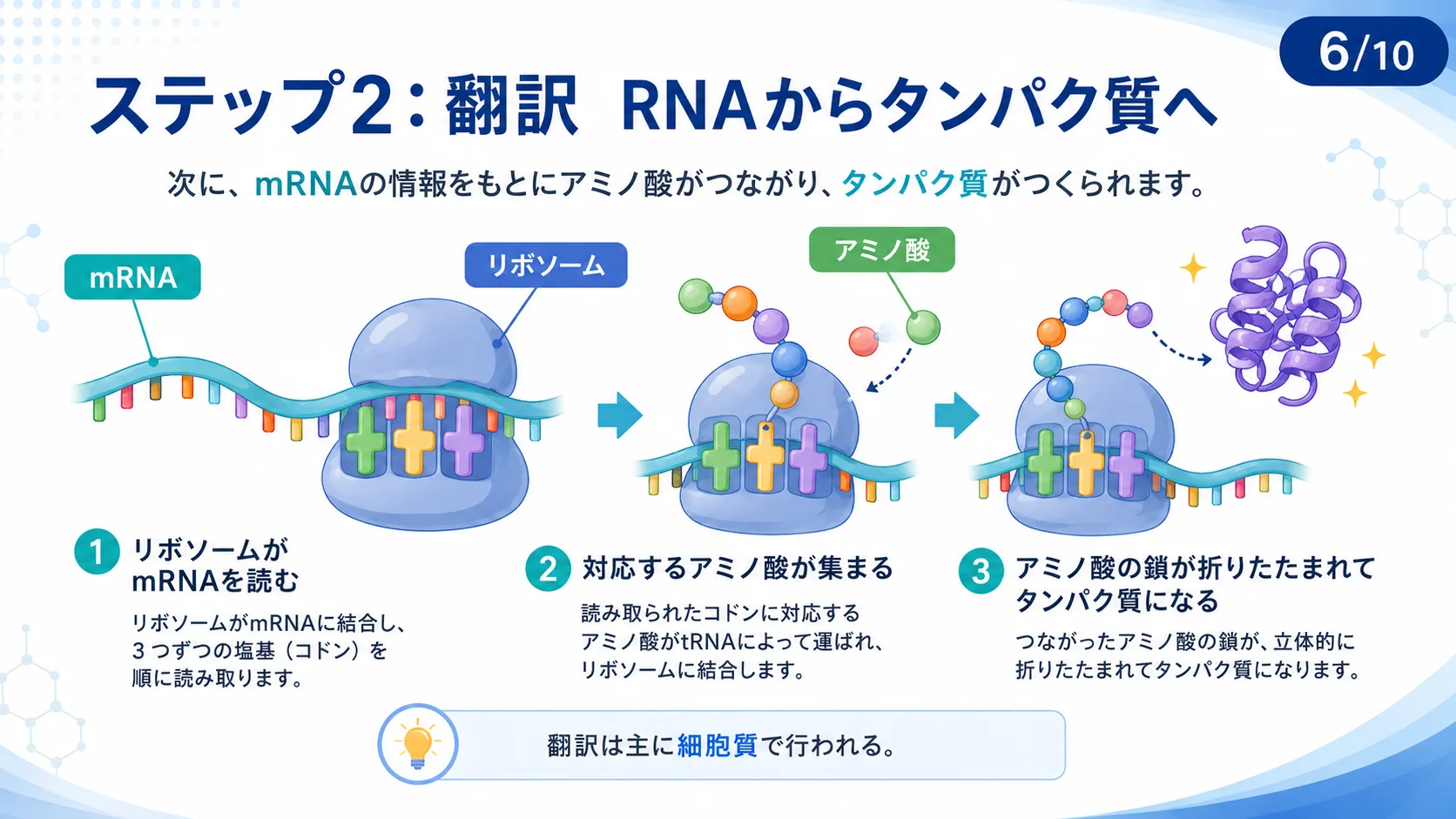 ステップ2：翻訳 RNAからタンパク質へ