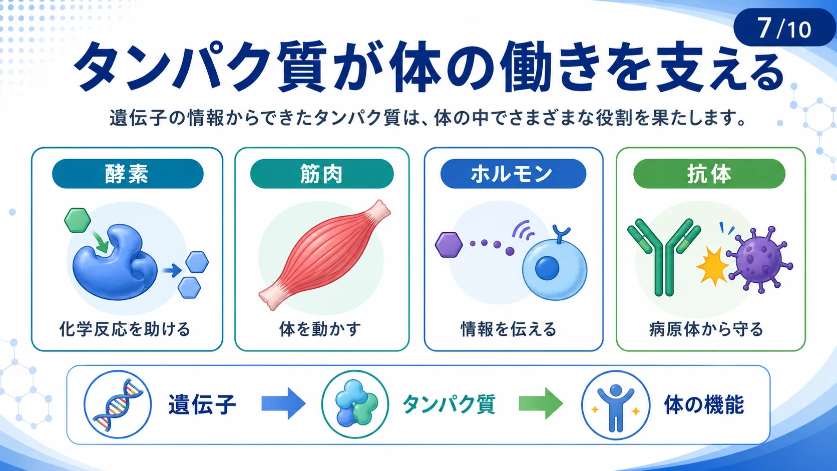タンパク質が体の働きを支える