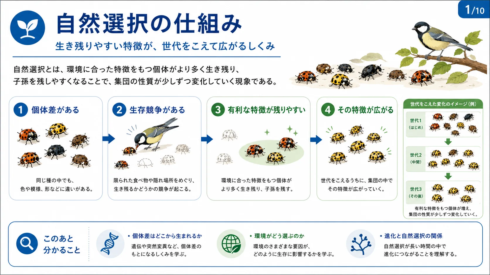 自然選択の仕組み