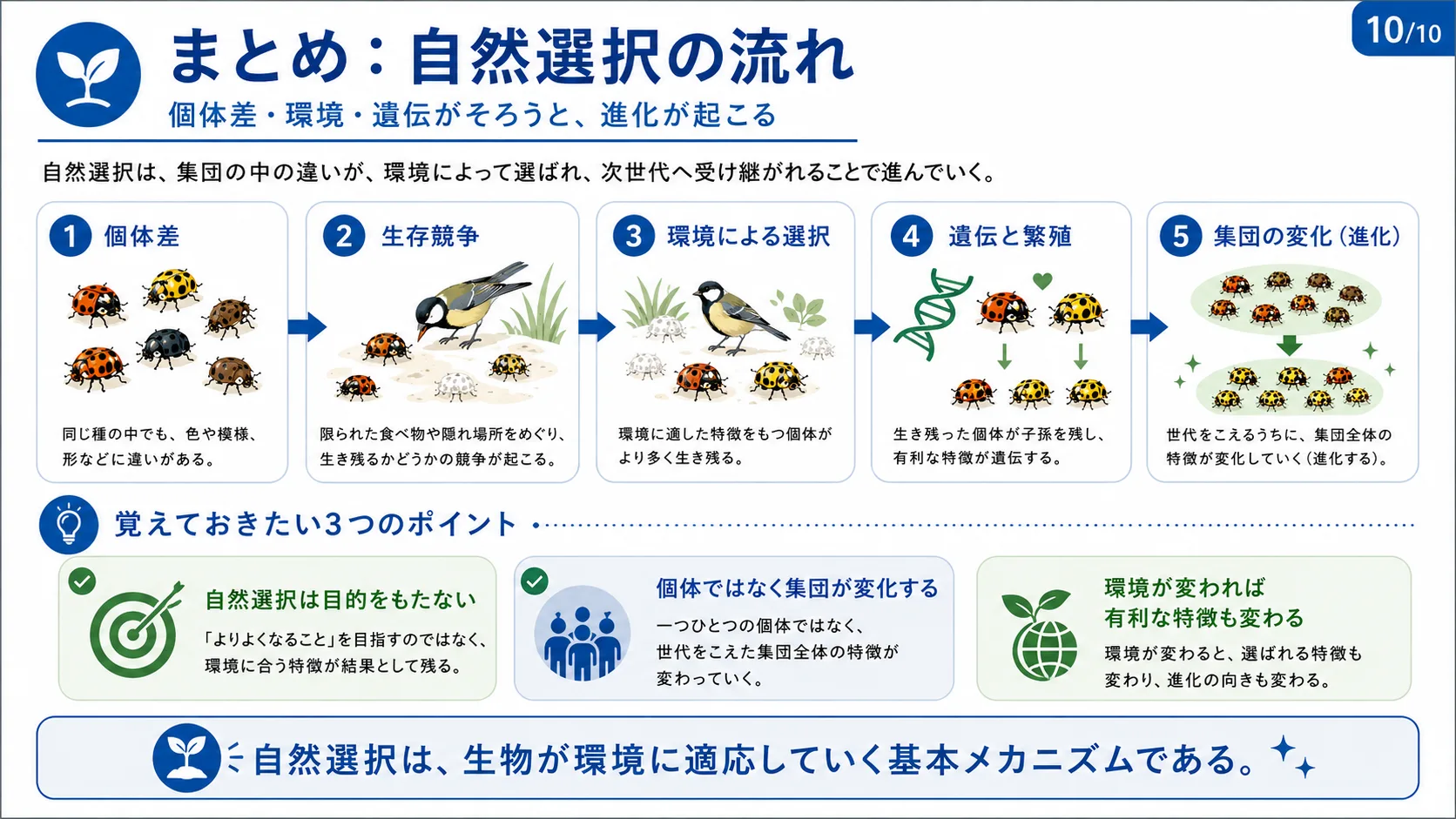 まとめ：自然選択の流れ