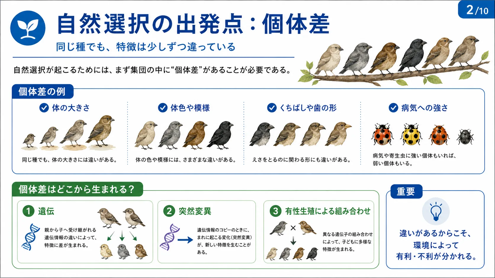 自然選択の出発点：個体差