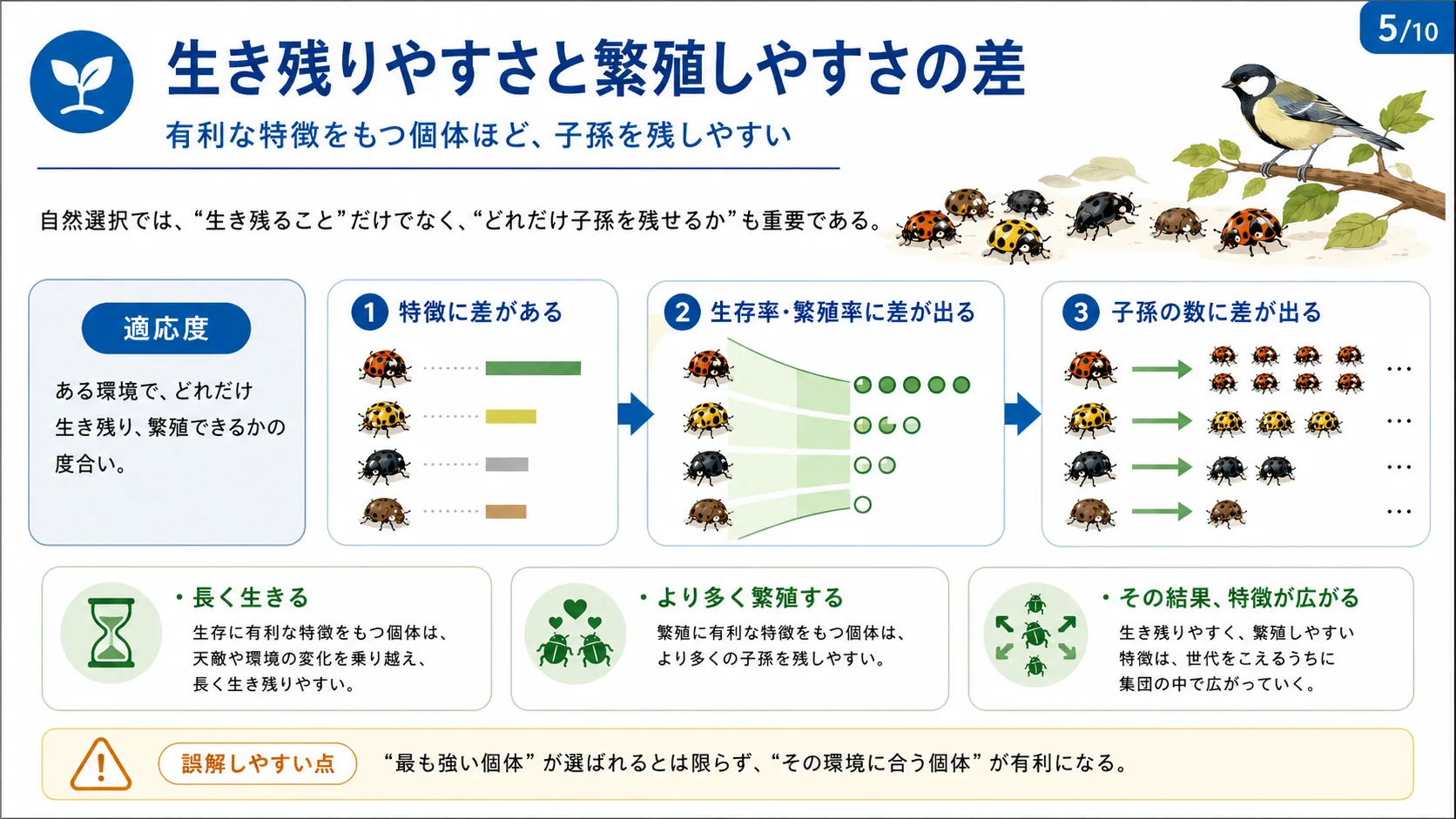 生き残りやすさと繁殖しやすさの差