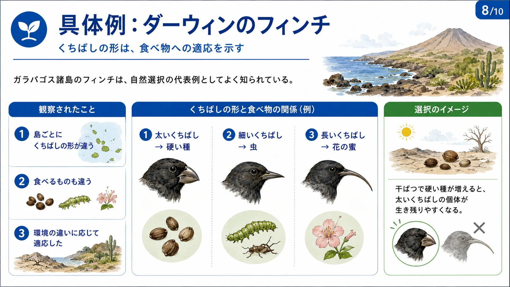 具体例：ダーウィンのフィンチ