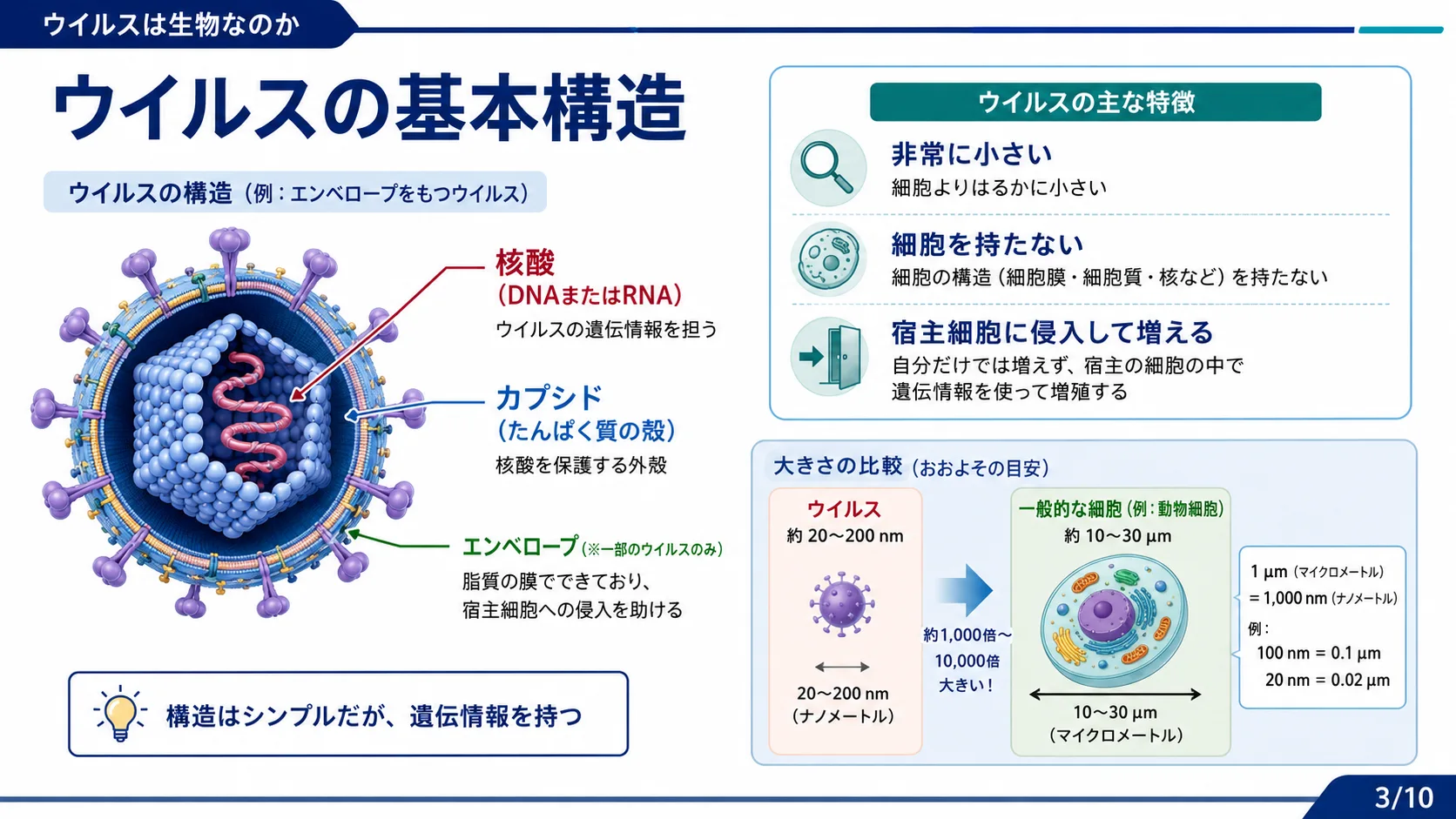ウイルスの基本構造