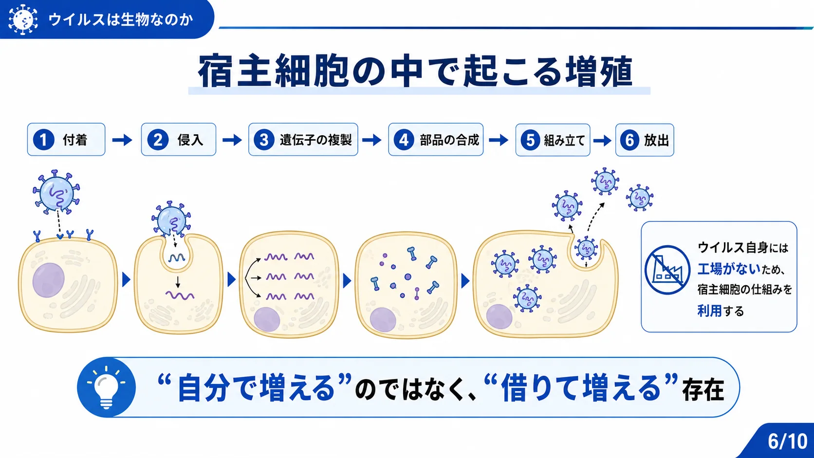 宿主細胞の中で起こる増殖