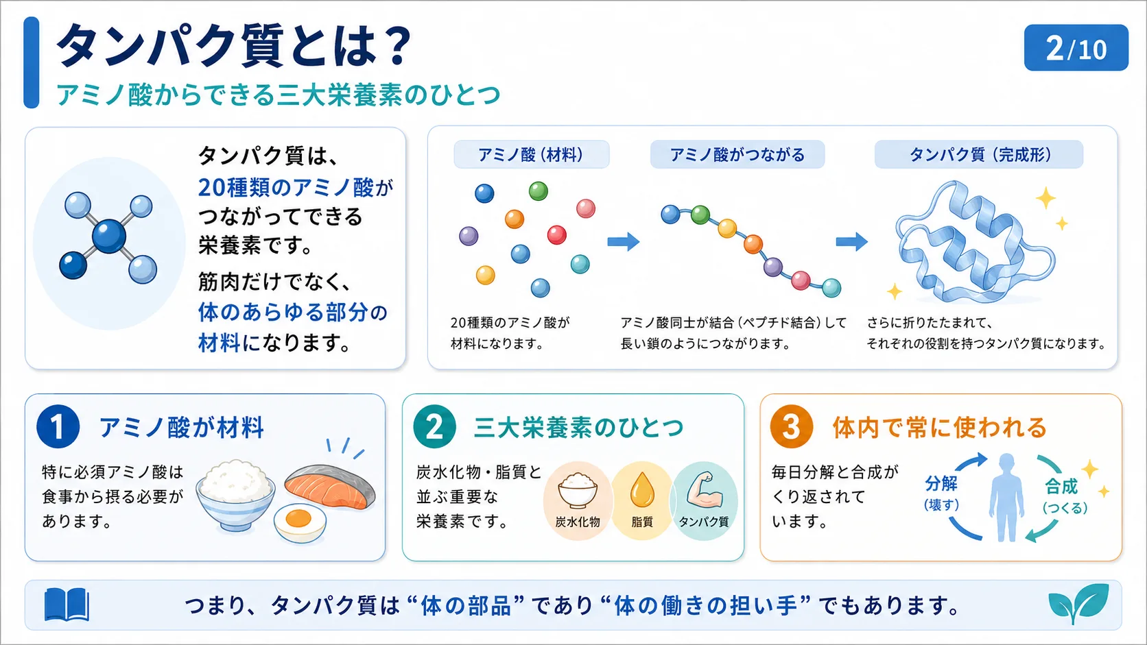 タンパク質とは？