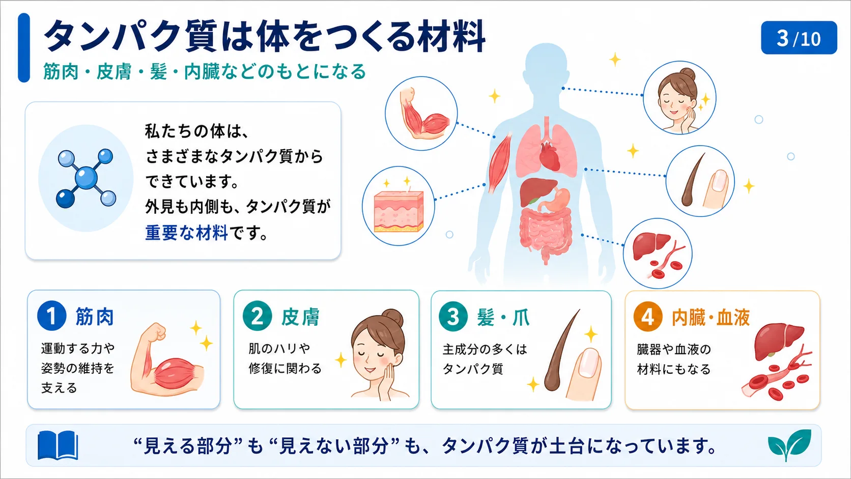 タンパク質は体をつくる材料