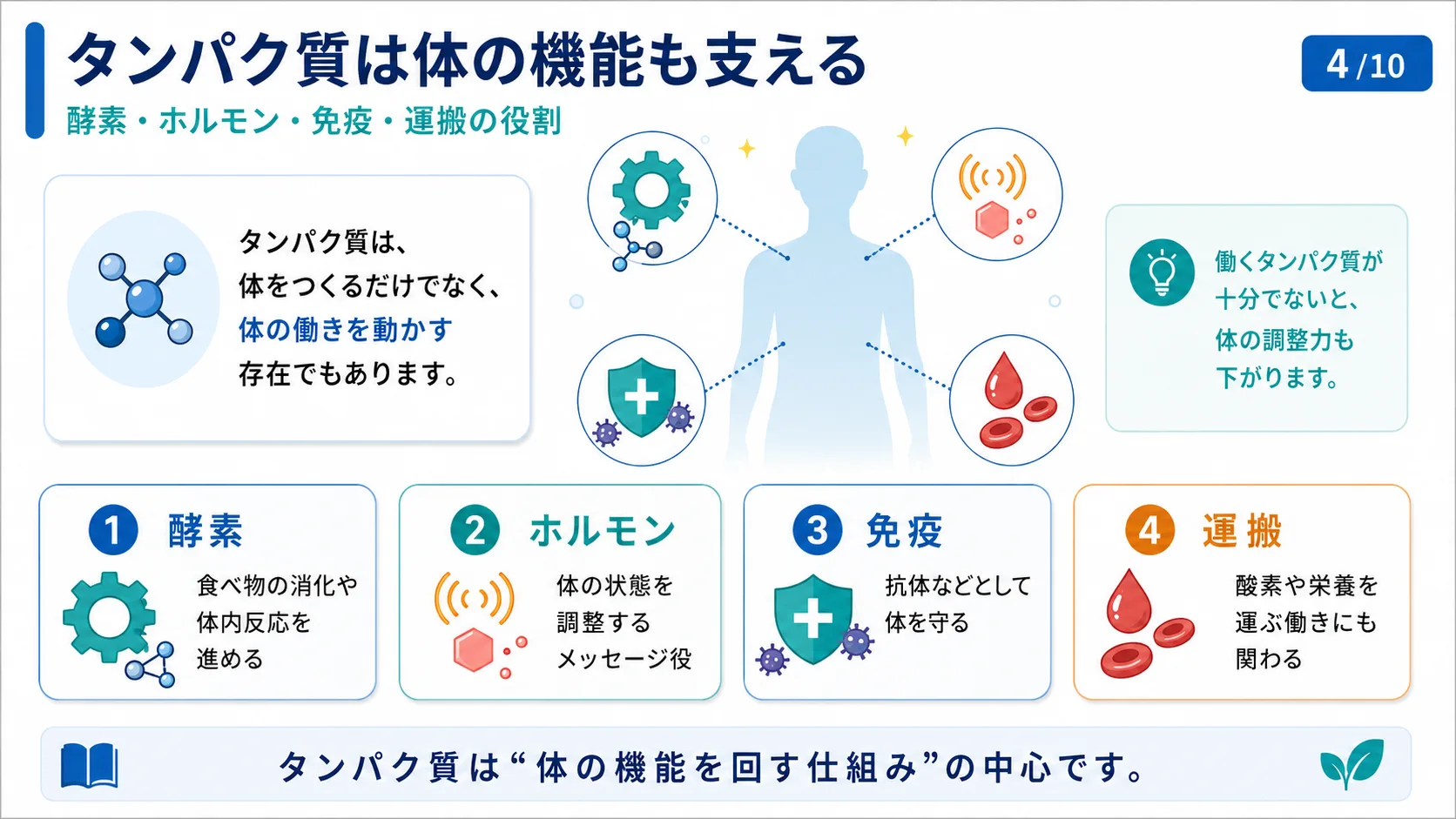 タンパク質は体の機能も支える