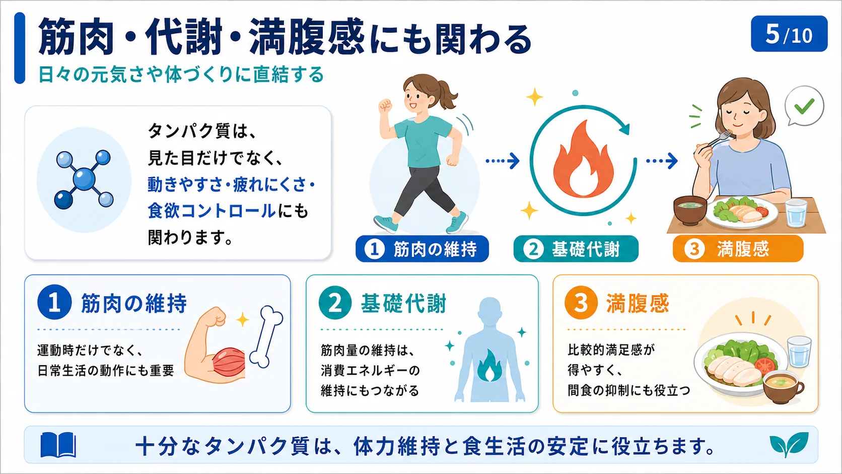 筋肉・代謝・満腹感にも関わる