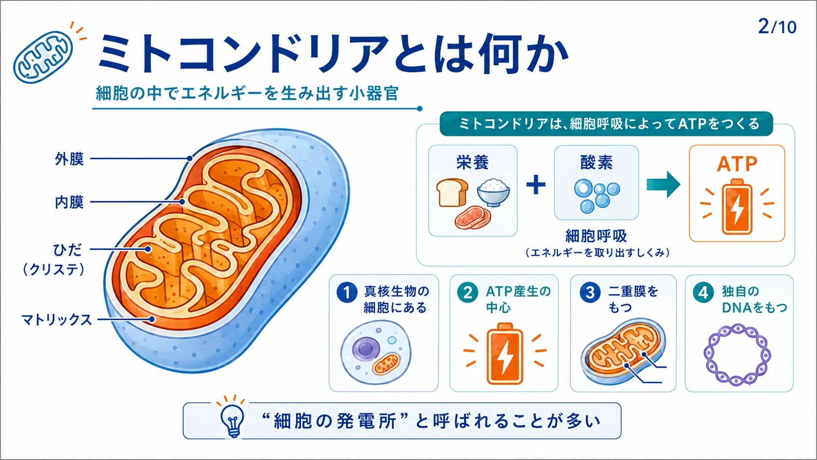 ミトコンドリアとは何か