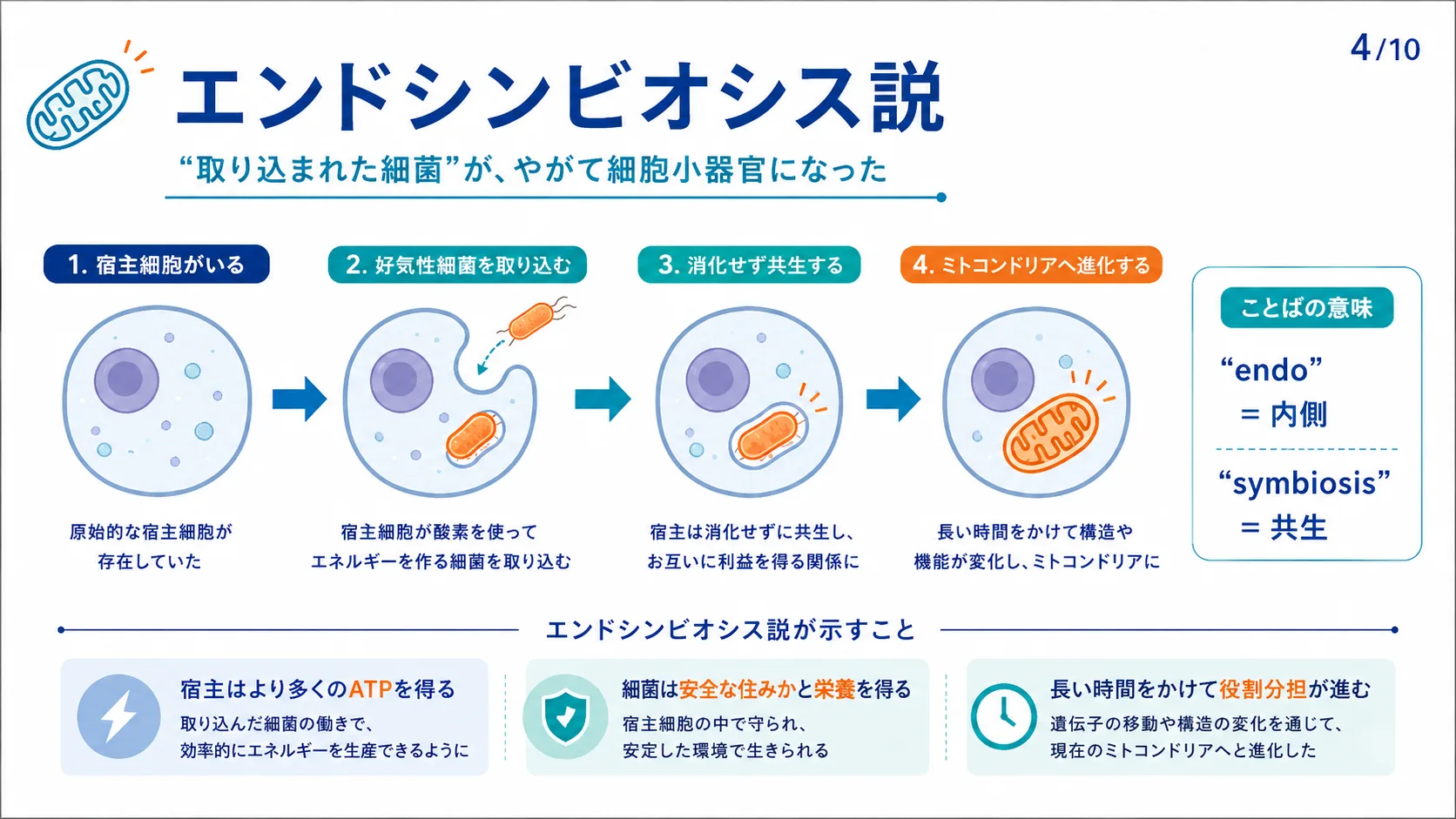 エンドシンビオシス説