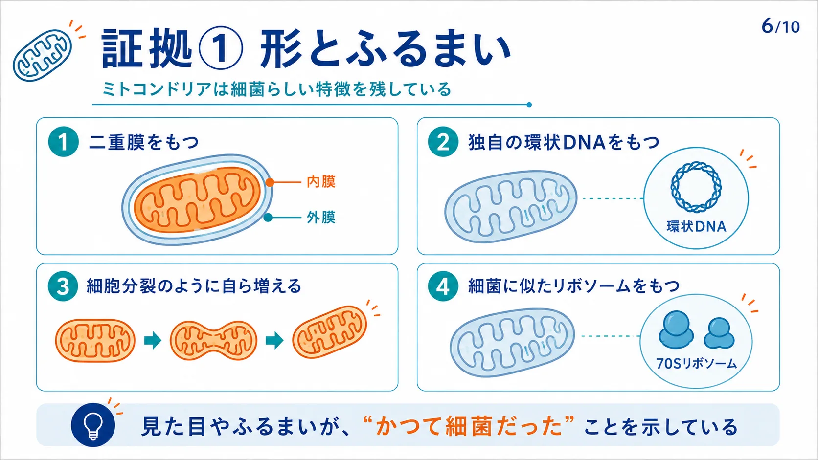 証拠① 形とふるまい