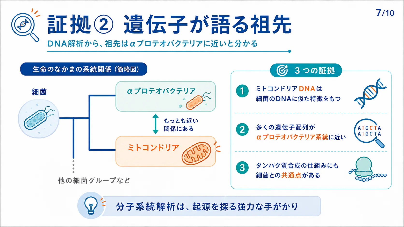 証拠② 遺伝子が語る祖先