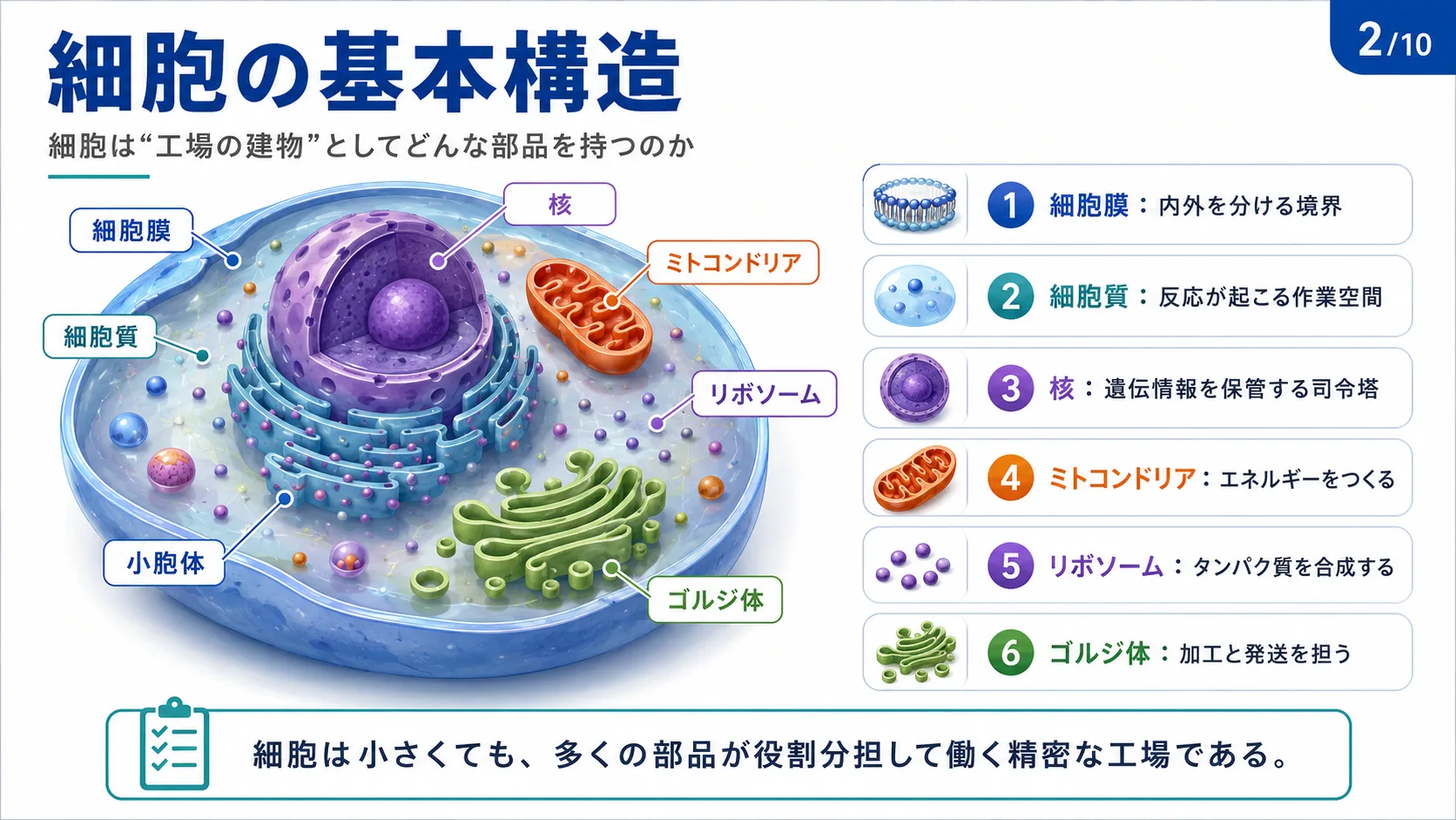 細胞の基本構造