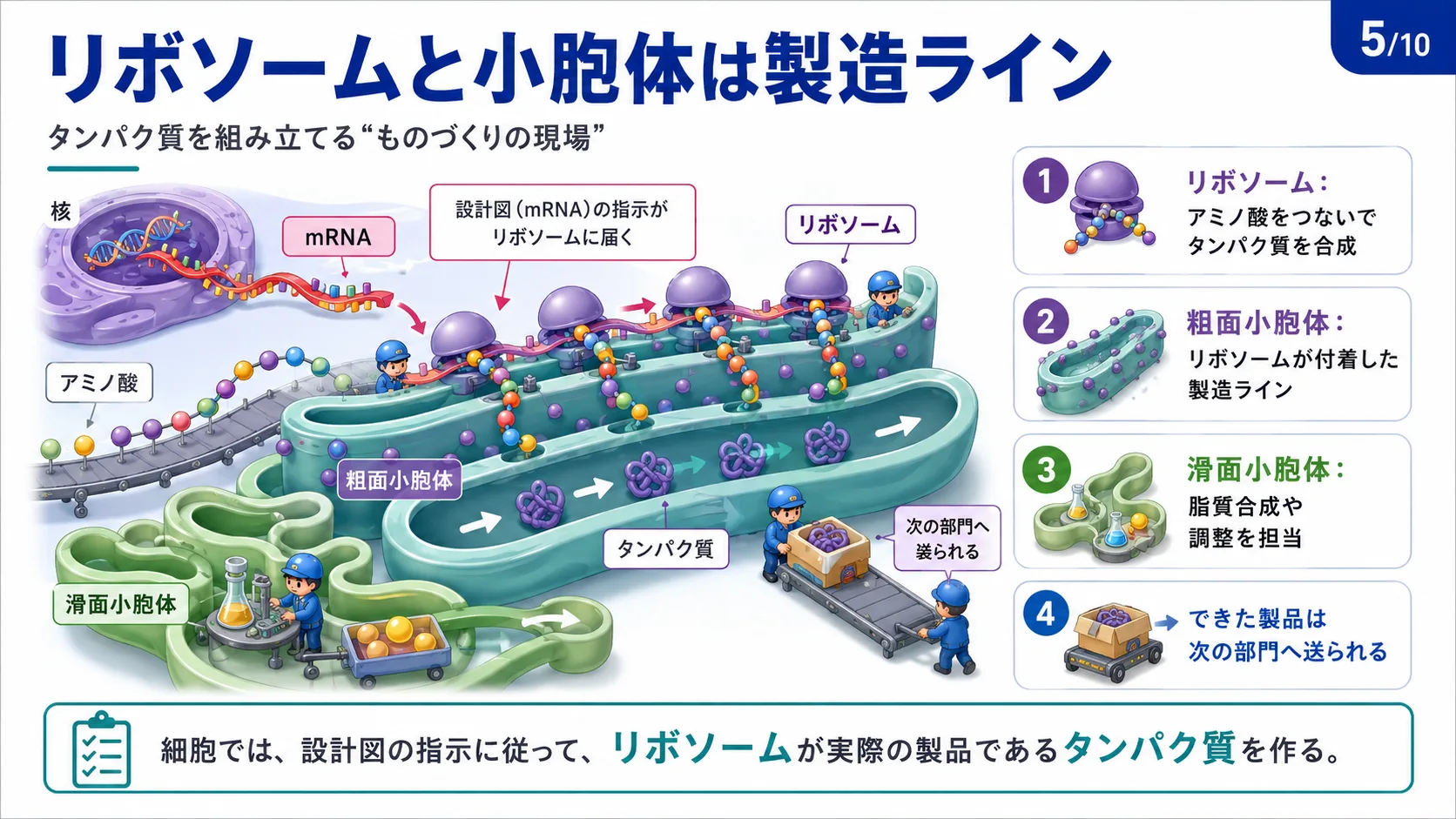 リボソームと小胞体は製造ライン