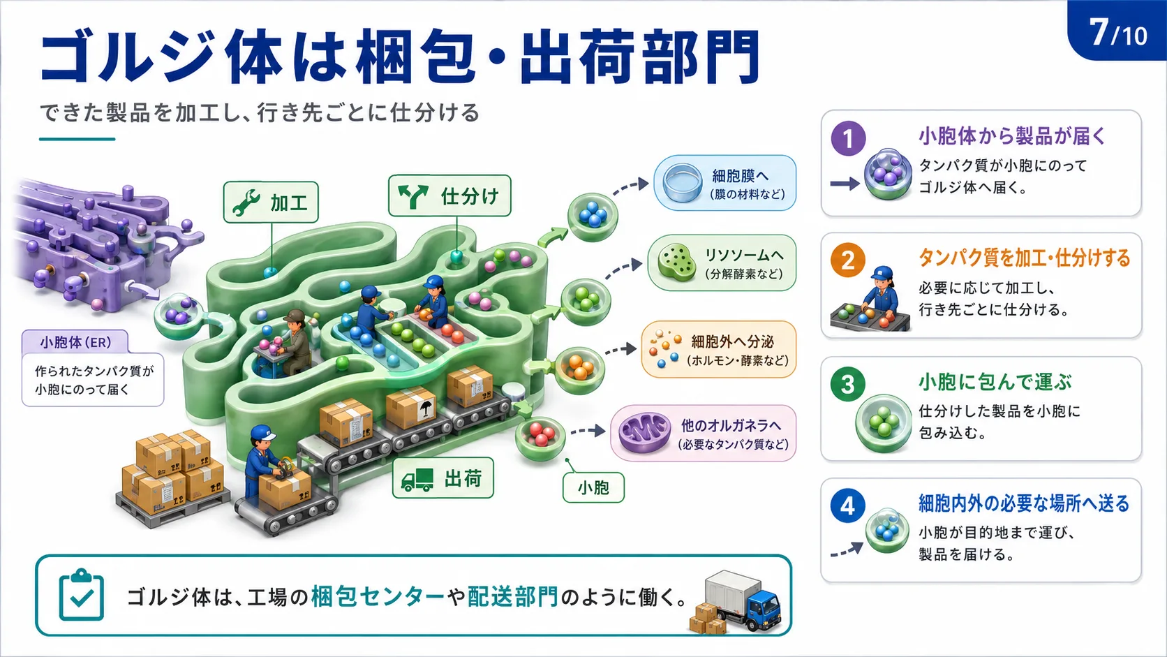 ゴルジ体は梱包・出荷部門