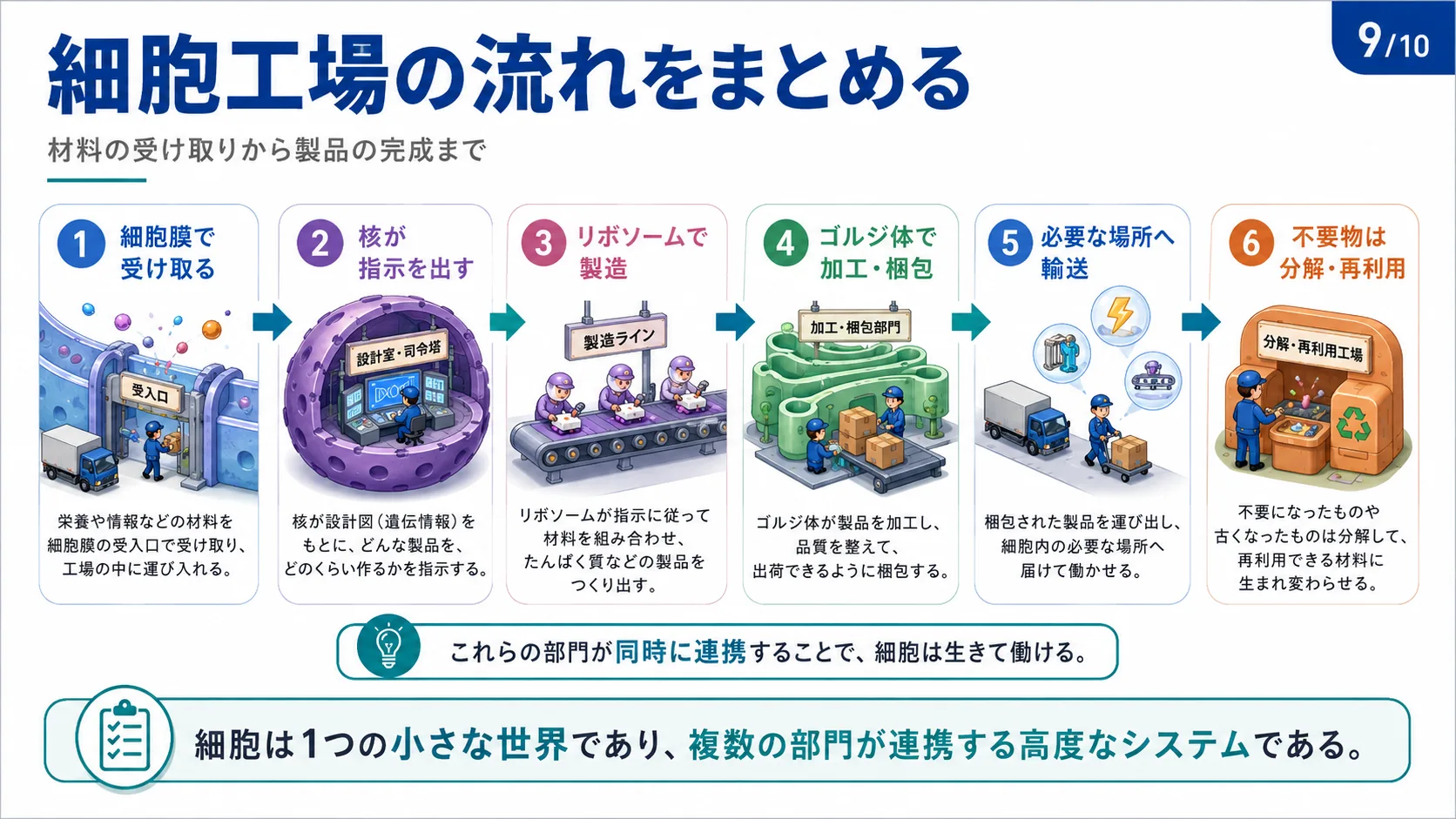 細胞工場の流れをまとめる