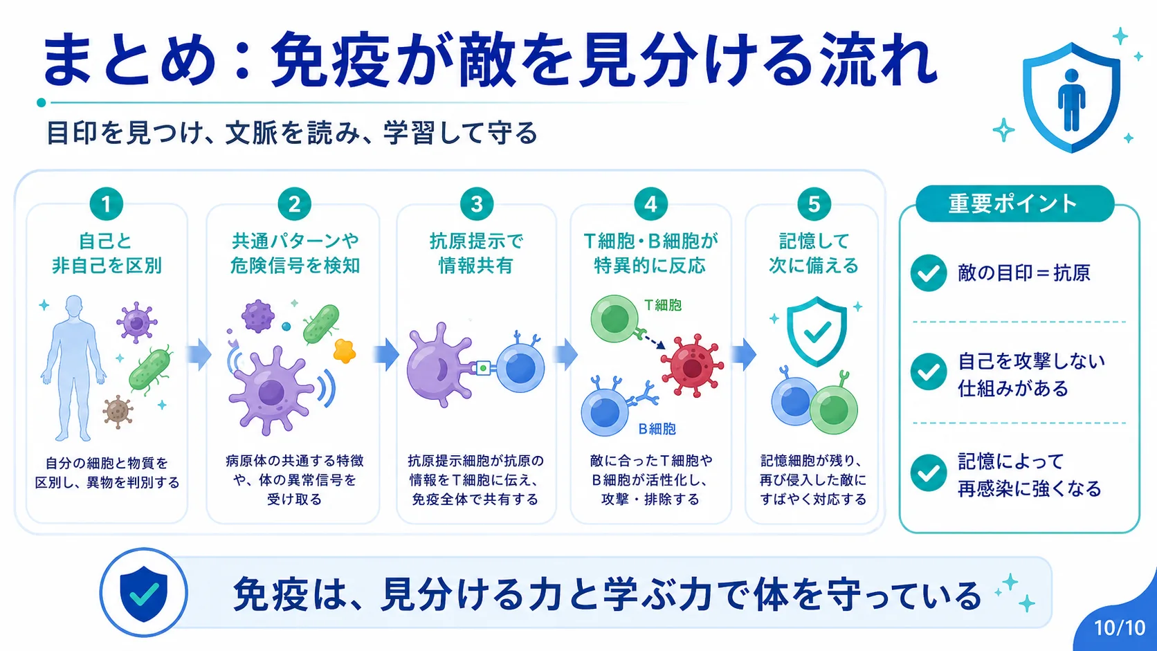 まとめ：免疫が敵を見分ける流れ