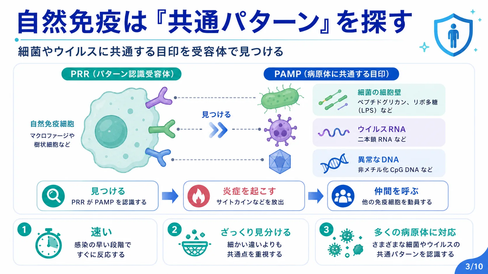 自然免疫は『共通パターン』を探す