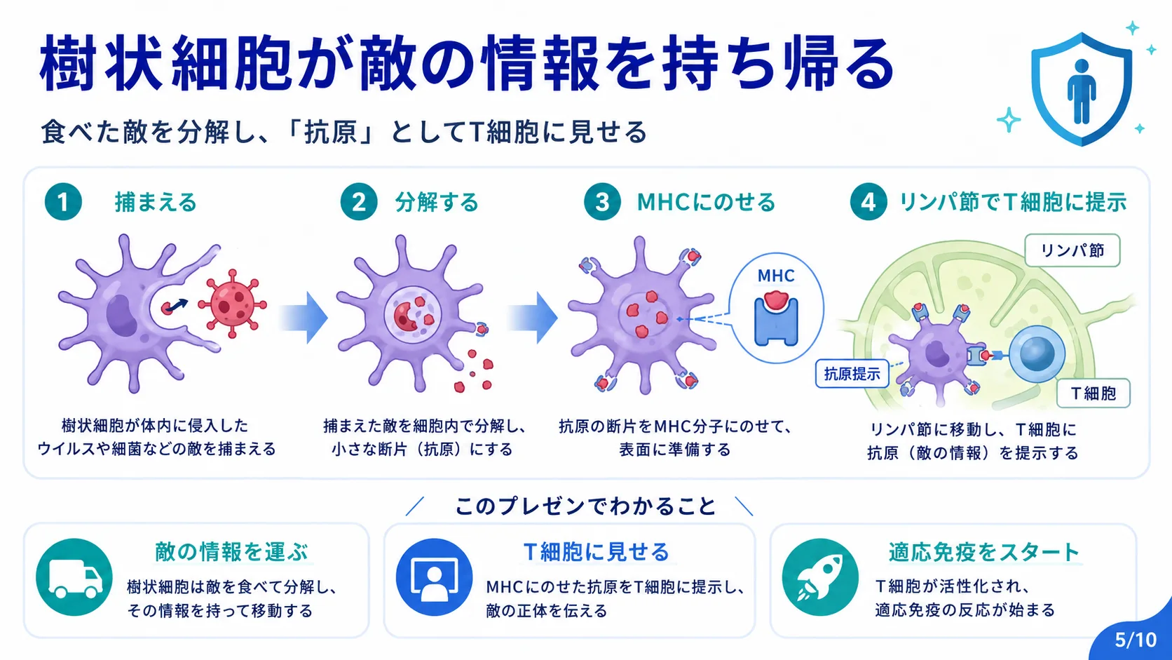樹状細胞が敵の情報を持ち帰る