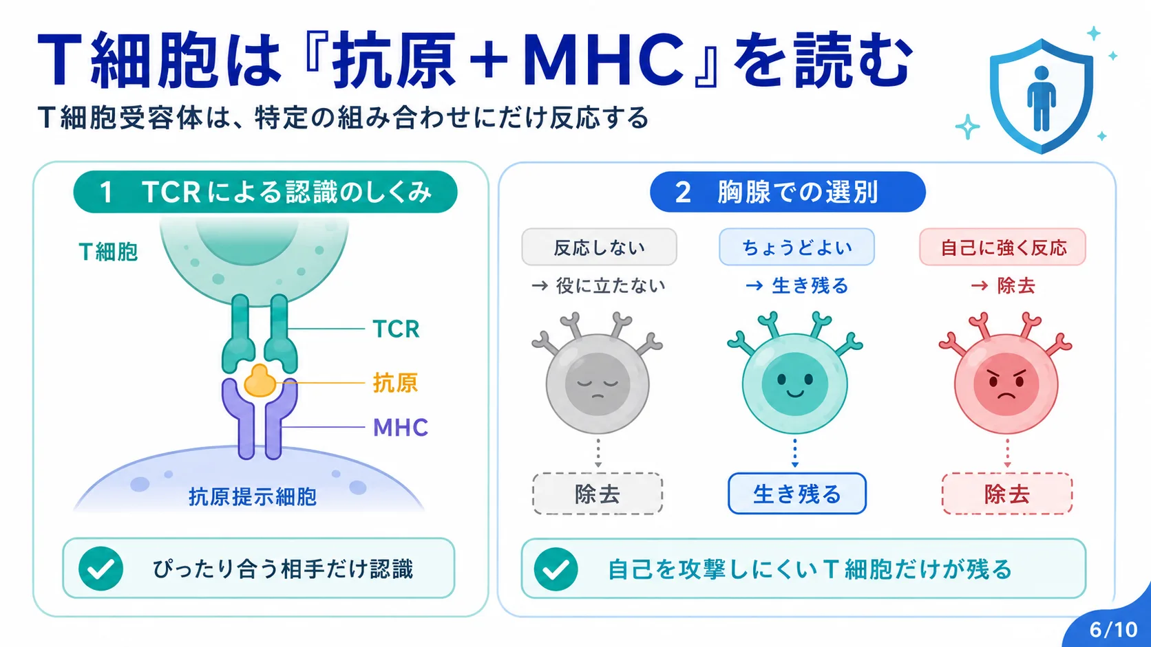 T細胞は『抗原＋MHC』を読む