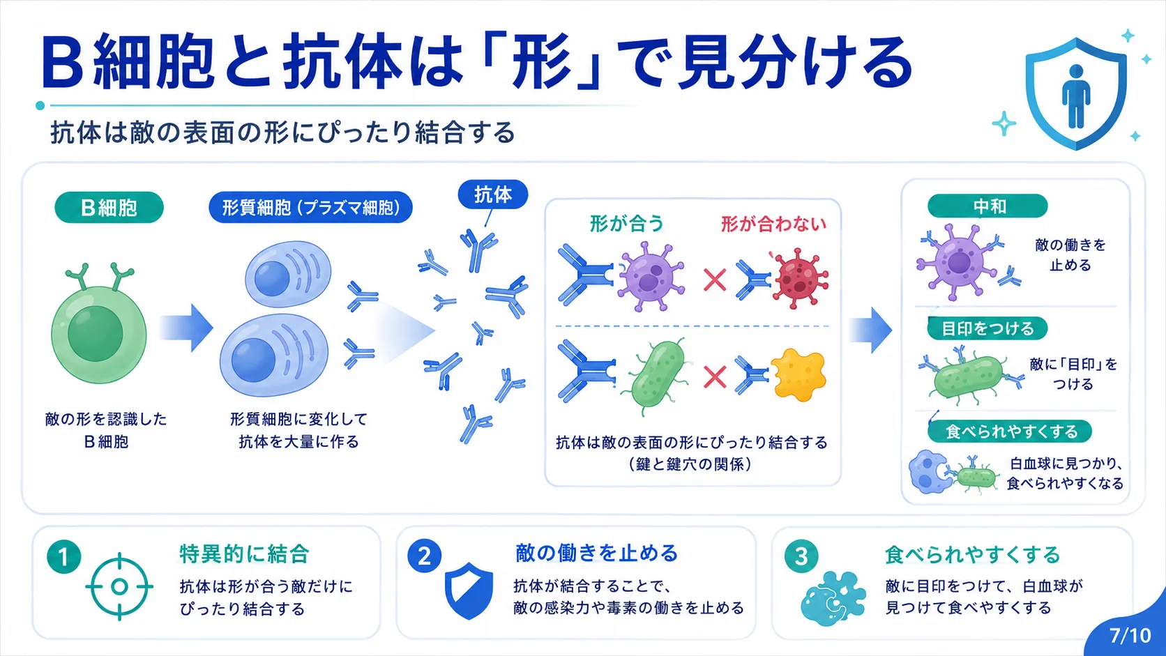 B細胞と抗体は「形」で見分ける