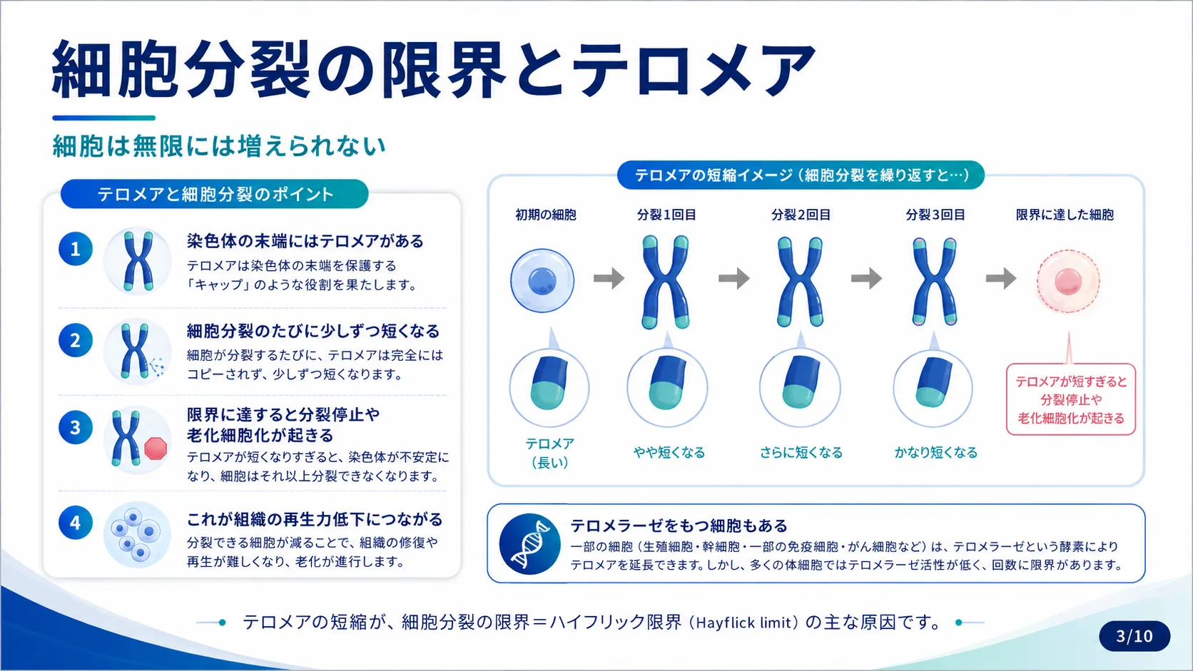 細胞分裂の限界とテロメア