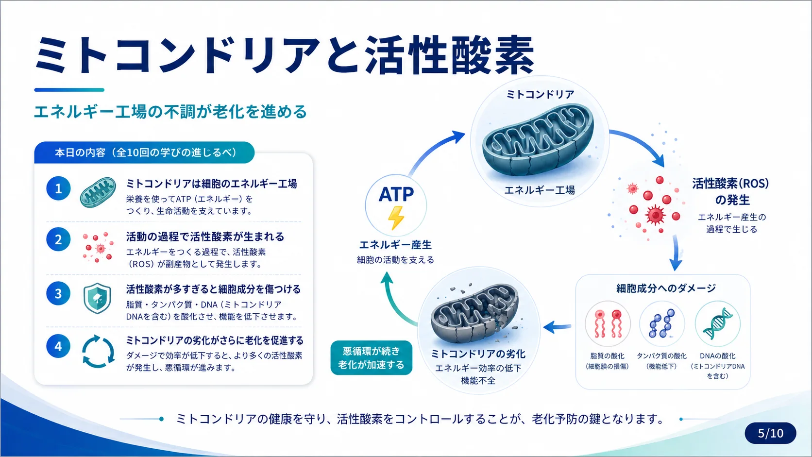 ミトコンドリアと活性酸素