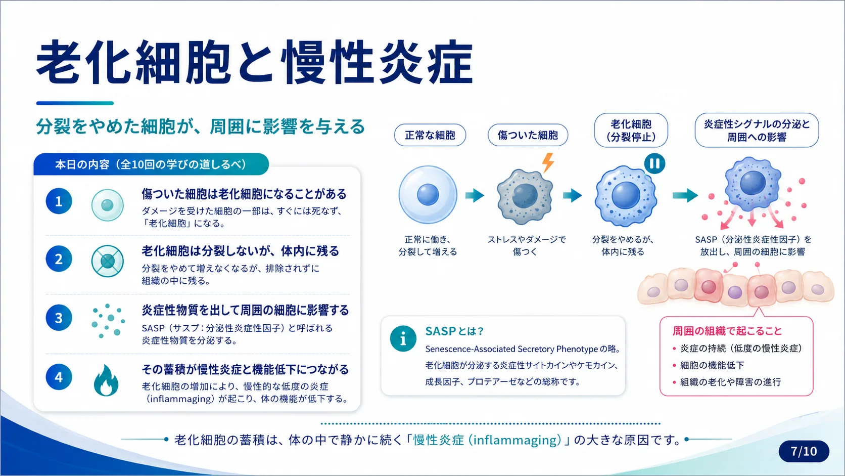 老化細胞と慢性炎症