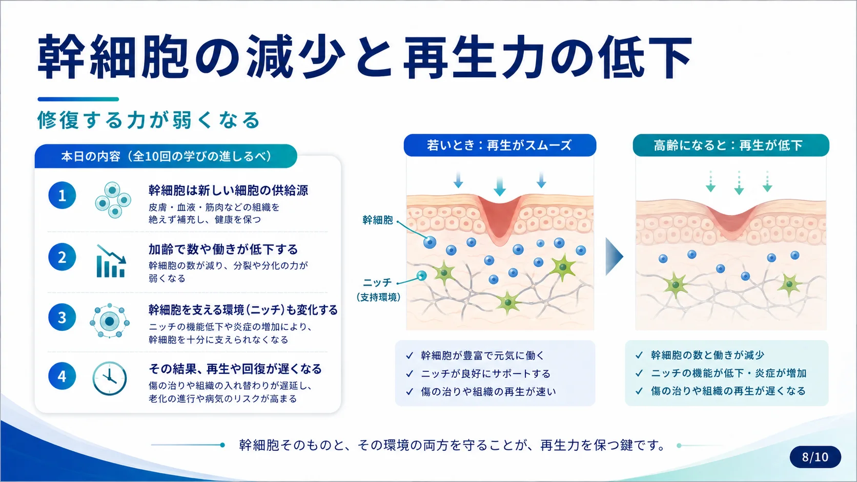 幹細胞の減少と再生力の低下