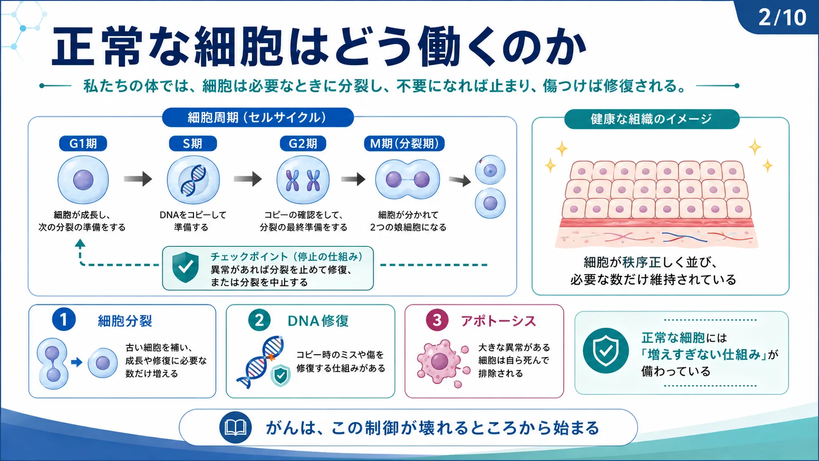 正常な細胞はどう働くのか