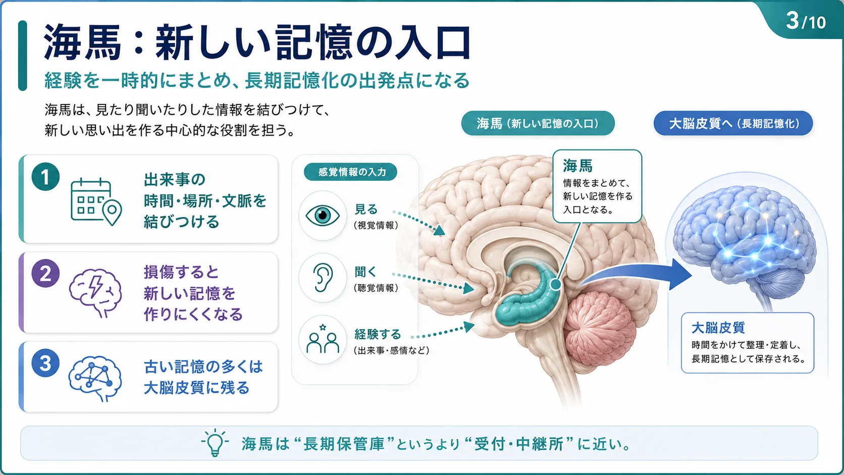 海馬：新しい記憶の入口